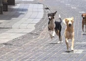 ‘देश बदनाम हो रहा है, जिम्मेदार कौन?’ दिल्ली में दो विदेशी कोच समेत 6 लोगों को आवारा कुत्तों ने काटा तो BJP नेता ने उठाए सवाल