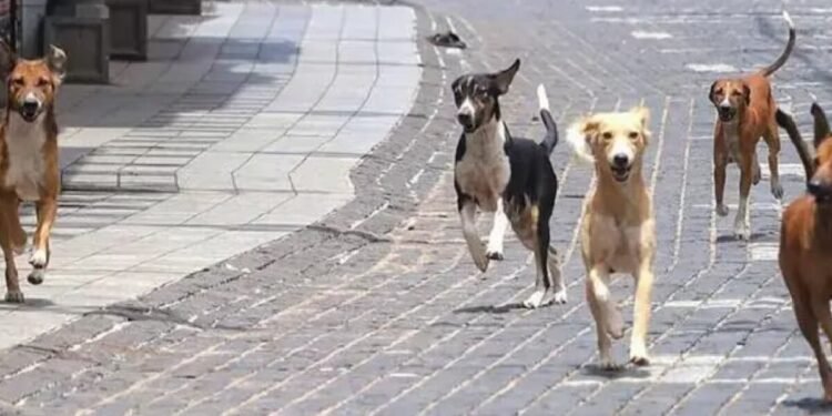 ‘देश बदनाम हो रहा है, जिम्मेदार कौन?’ दिल्ली में दो विदेशी कोच समेत 6 लोगों को आवारा कुत्तों ने काटा तो BJP नेता ने उठाए सवाल