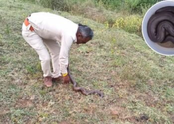 करोड़ों में बिकने वाला रेड सेंड बोआ सांप किसान के बाड़े में मिला, फॉरेस्ट टीम ने रेस्क्यू कर वन में छोड़ा