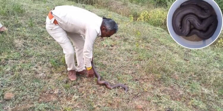 करोड़ों में बिकने वाला रेड सेंड बोआ सांप किसान के बाड़े में मिला, फॉरेस्ट टीम ने रेस्क्यू कर वन में छोड़ा