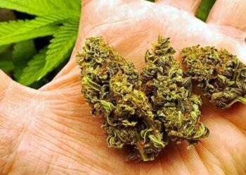 MP: ट्रक में पौधों के बीच छिपाया था 280 किलो गांजा, ग्वालियर पुलिस ने 3 तस्करों को किया गिरफ्तार