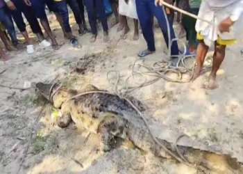 बिहार: बगहा में 16 फीट लंबा मगरमच्छ दिखने के बाद हड़कंप, 6 घंटे चला रेस्क्यू ऑपरेशन