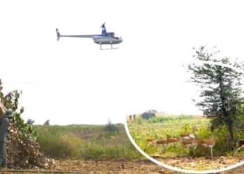 देश में पहली बार… फसल बचाने के लिए निकाली अनोखी तरकीब, हेलीकॉप्टर से हांका देकर पकड़वाए हिरण, Video