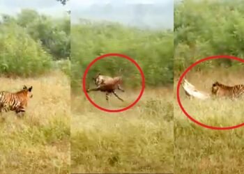 पलक झपकते ही हवा में उछली बाघिन, मारा झपट्टा तो उठ नहीं पाया चीतल; Live शिकार देख रोमांचित हुए पर्यटक
