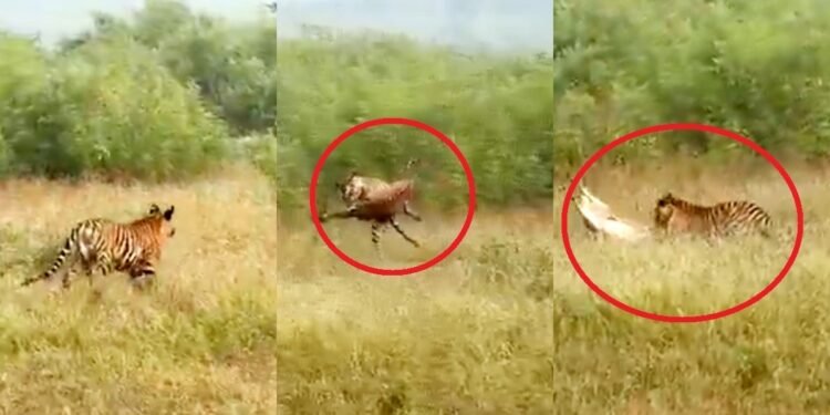 पलक झपकते ही हवा में उछली बाघिन, मारा झपट्टा तो उठ नहीं पाया चीतल; Live शिकार देख रोमांचित हुए पर्यटक