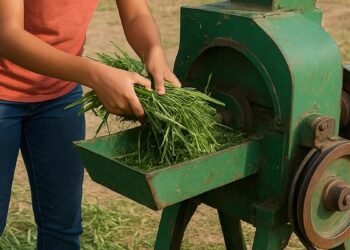 3 हिस्सों में कट गया चारे के अंदर छुपा सांप, ‘मरे’ सांप ने काटा तो हो गई लड़की की मौत