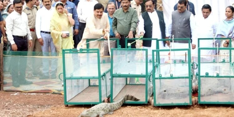 CM मोहन यादव ने नर्मदा में छोड़े मगरमच्छ, जानें MP सरकार की इस पहल से क्या होगा फायदा?