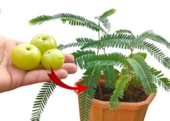 Akshaya Navami 2025: आज अक्षय नवमी के दिन लगाएं आंवले का पौधा, मिलेगा ये शुभफल