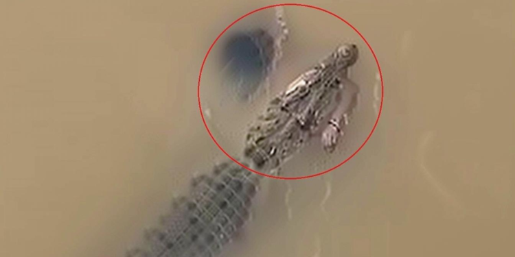 जाजपुर में महिला को मगरमच्छ ने खींच लिया, दिल दहला देने वाली भयावह घटना