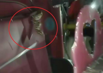 ऑटो में सवारियों के बीच अचानक अजगर निकलने का वीडियो, जानिए क्या हुआ आगे