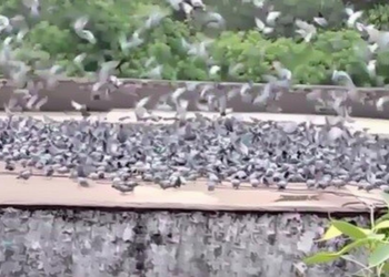 मध्य प्रदेश में पक्षियों के लिए 25 साल से चल रहा अनाज लंगर, रोजाना 1 क्विंटल भोजन का आयोजन