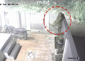 पुणे में दस फीट ऊंची दीवार फांदकर तेंदुआ घर में घुसा, कुत्ते को उठाकर ले गया, CCTV में कैद घटना