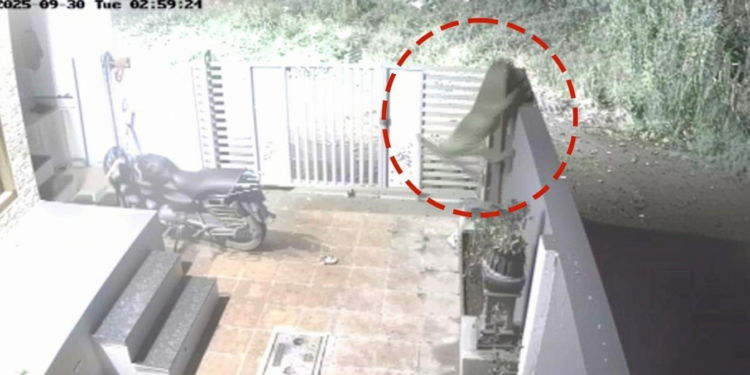 पुणे में दस फीट ऊंची दीवार फांदकर तेंदुआ घर में घुसा, कुत्ते को उठाकर ले गया, CCTV में कैद घटना