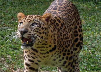 5 साल की मासूम बच्ची को तेंदुए ने गर्दन पकड़कर खींचा, खेत में दादा को पानी देने गई थी