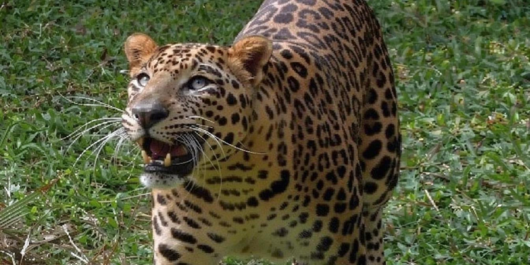 5 साल की मासूम बच्ची को तेंदुए ने गर्दन पकड़कर खींचा, खेत में दादा को पानी देने गई थी