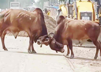 आज तक नहीं देखी होगी ऐसी दो सांड़ों की जबरदस्त लड़ाई का वीडियो