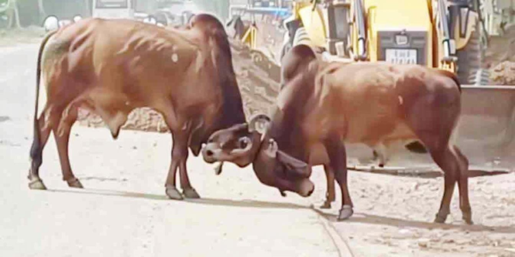 आज तक नहीं देखी होगी ऐसी दो सांड़ों की जबरदस्त लड़ाई का वीडियो