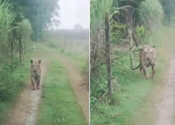 गन्ने का खेत, हल्की सरसराहट और खतरा… बाघ से हुआ आमना-सामना, कार सवारों के छूटे पसीने, Video