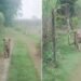 गन्ने का खेत, हल्की सरसराहट और खतरा… बाघ से हुआ आमना-सामना, कार सवारों के छूटे पसीने, Video