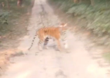 UP: जंगल सफारी के दौरान बाघ ने किया हमला, गाइड ने सूझबूझ से पर्यटकों को बचाया, Video