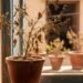 Tulsi Plant: घर में सूखा तुलसी का पौधा क्यों नहीं रखना चाहिए? जानिए धार्मिक मान्यता और वास्तु कारण