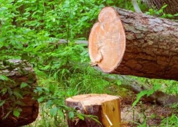 MP में नई रेल लाइन के लिए कटेंगे 1.24 लाख पेड़… दावा- इंदौर-मुंबई की दूरी घटेगी; पर्यावरणविदों ने दी चेतावनी