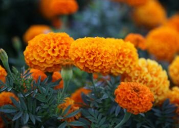 Marigold Farming: गेंदे की खेती पर सरकार दे रही सब्सिडी, जल्दी करें आवेदन वरना छूट सकता है मौका