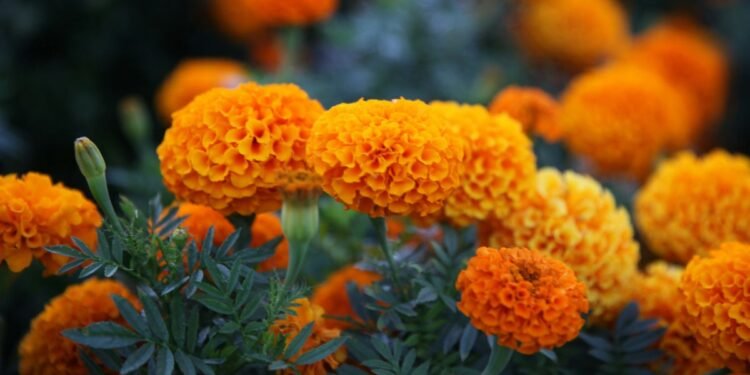 Marigold Farming: गेंदे की खेती पर सरकार दे रही सब्सिडी, जल्दी करें आवेदन वरना छूट सकता है मौका