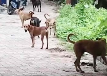 मध्य प्रदेश के दमोह जिले में आवारा कुत्तों ने दो दिनों में 40 लोगों को काटा