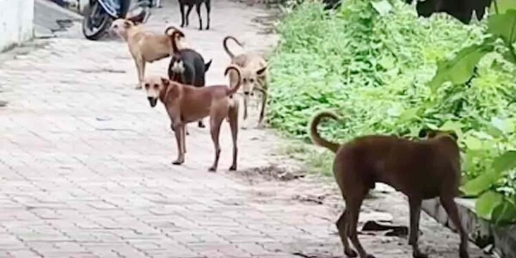 मध्य प्रदेश के दमोह जिले में आवारा कुत्तों ने दो दिनों में 40 लोगों को काटा