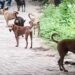 मध्य प्रदेश के दमोह जिले में आवारा कुत्तों ने दो दिनों में 40 लोगों को काटा