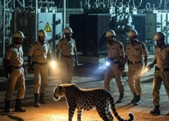 जब आधी रात 400 KV सबस्टेशन में घुस आया तेंदुआ, बिजली कर्मियों ने दिखाई बहादुरी, पकड़ा गया