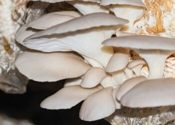 Govt Scheme: मशरूम की खेती पर सब्सिडी दे रही है बिहार सरकार, यहां आवेदन करें किसान