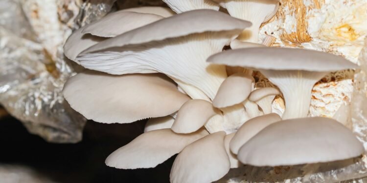 Govt Scheme: मशरूम की खेती पर सब्सिडी दे रही है बिहार सरकार, यहां आवेदन करें किसान