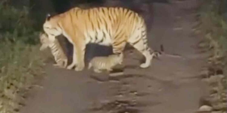 पेंच टाइगर रिजर्व में खुशी की लहर, बाघिन जुगनी ने दिए तीन शावकों को जन्म, पर्यटकों ने बनाया वीडियो
