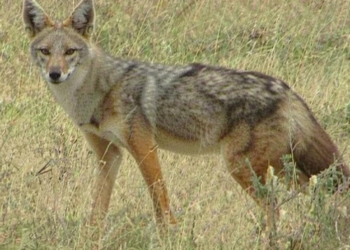 दिल्ली जू से फरार सियार खुद-ब-खुद बाड़े में लौट आए, जानिए कैसे हुआ यह अनोखा वाकया