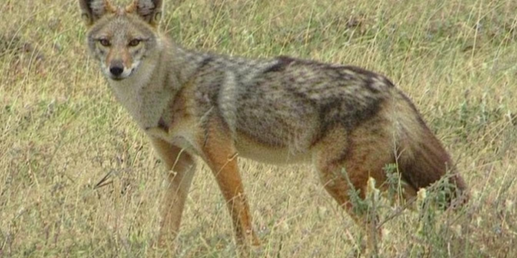 दिल्ली जू से फरार सियार खुद-ब-खुद बाड़े में लौट आए, जानिए कैसे हुआ यह अनोखा वाकया