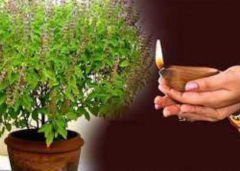 तुलसी पत्ता तोड़ने का सही दिन और गलती से होने वाले गंभीर परिणाम जानिए-क्या आप जानते हैं?