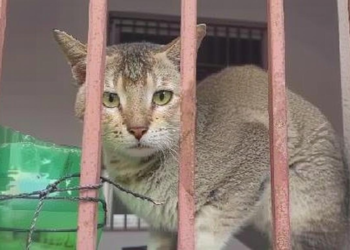 दरभंगा में तीन महीने से बंद घर में फंसी दो बिल्लियों को ग्रामीणों ने बचाया, इंसानियत की मिसाल कायम