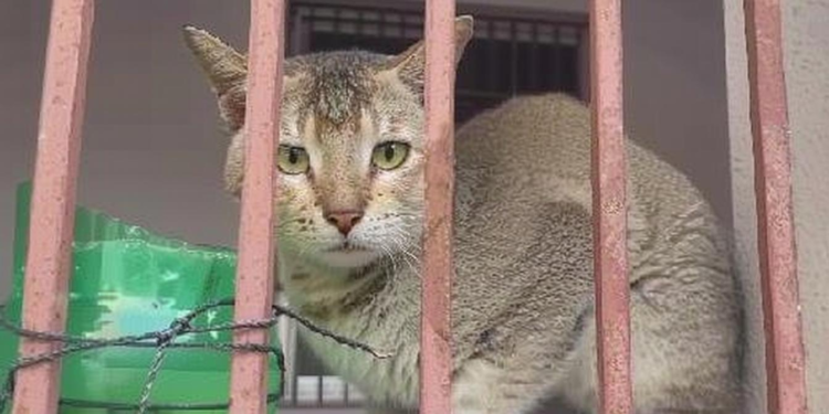 दरभंगा में तीन महीने से बंद घर में फंसी दो बिल्लियों को ग्रामीणों ने बचाया, इंसानियत की मिसाल कायम