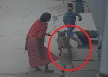 दिल्ली में घर के बाहर खेल रहे बच्चे पर पिटबुल कुत्ते का हमला, कान काटकर किया घायल – वीडियो वायरल