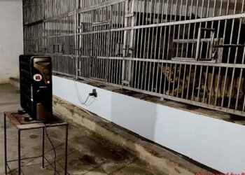 अजगर को कंबल, चिंपांज़ी को च्यवनप्राश! पटना जू में जानवरों को ठंड से बचाने के लिए अनोखे इंतजाम