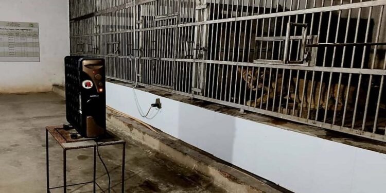 अजगर को कंबल, चिंपांज़ी को च्यवनप्राश! पटना जू में जानवरों को ठंड से बचाने के लिए अनोखे इंतजाम