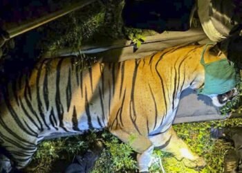 रातापानी टाइगर रिजर्व में बाघ की ट्रेन से टकराकर मौत, इंजन में फंसकर 25 फीट तक घिसटा