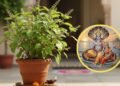Saphala Ekadashi 2025 Upay: सफला एकादशी के दिन जरूर करें तुलसी से जुड़े ये चमत्कारी उपाय , बरसेगी श्रीहरि की कृपा