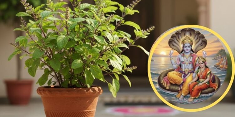 Saphala Ekadashi 2025 Upay: सफला एकादशी के दिन जरूर करें तुलसी से जुड़े ये चमत्कारी उपाय , बरसेगी श्रीहरि की कृपा