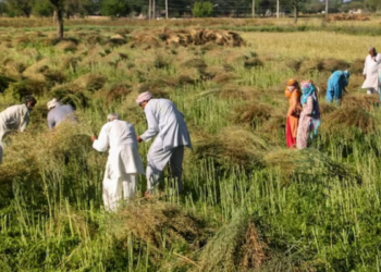 हरियाणा में 1.38 करोड़ किसानों की बनेगी Farm ID, आधार OTP से होगा रजिस्ट्रेशन
