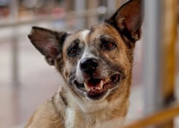 आवारा कुत्तों के आतंक पर बिहार सरकार का बड़ा प्लान, गांवों में बनेंगे डॉग शेल्टर्स