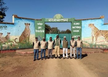 MP: कूनो नेशनल पार्क पहुंची बोत्सवाना की टीम, तीसरी खेप में लाए जाने हैं 8 चीते, तैयारी तेज