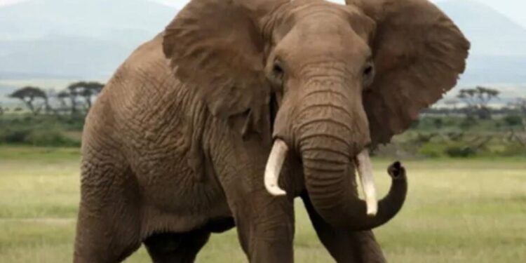 भूखा हाथी गांव में घुसा, युवक बना शिकार और सड़क पर पटक-पटककर मार डाला, 10 गांवों के स्कूल बंद